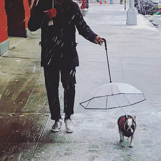 Transparent Pet Umbrella - Endless Pawsibilities