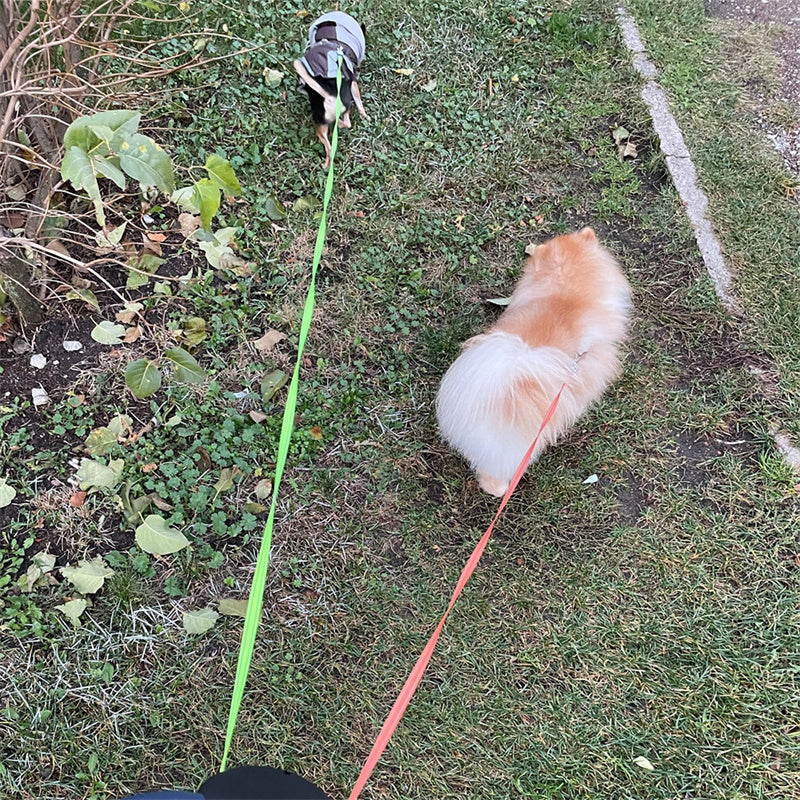 Retractable Leash For Dogs - Endless Pawsibilities